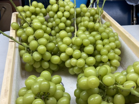 山梨県産ぶどう【シャインマスカット】1kg〜1.2kg前後(2〜3房) 種なし『常温便』