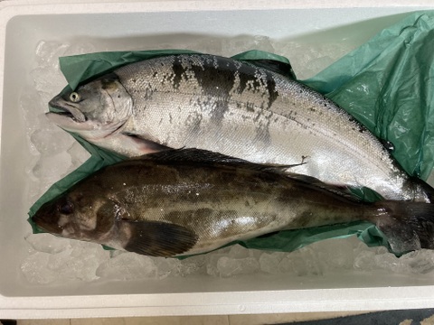 【知床羅臼直送】サクラマス 1.7kg前後  野締め