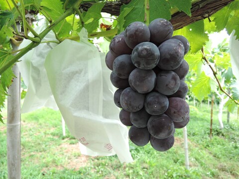 旬の味覚を贅沢に味わう葡萄セット 2房/1kg（ニューピオーネ+おすすめ品種）