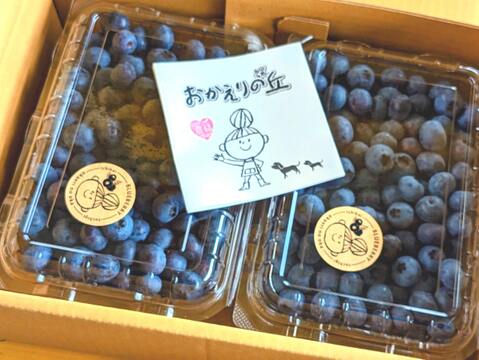 収穫したその日に発送！自然栽培ブルーベリー