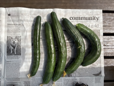 完全数量限定 農家の気まぐれ朝採れ野菜(80サイズ) ホントに今朝採ってます 採れ高次第の気まぐれ野菜セット