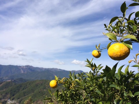 ご予約受付中【高知県産】自然栽培・星空の柚子・3kg