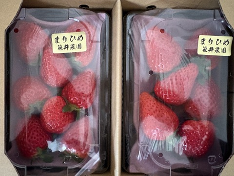朝採れ、完熟収穫いちご　まりひめ　500g (250g × 2p)
