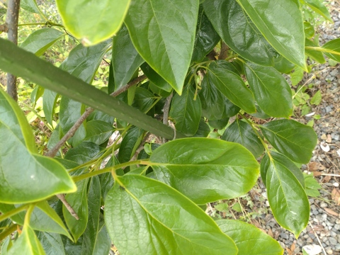 柿の葉茶に♪柿の葉10枚☆農薬、除草剤、化学肥料不使用☆自然栽培🌿柿の葉寿司、天ぷらなどにも 🏣ゆうパック