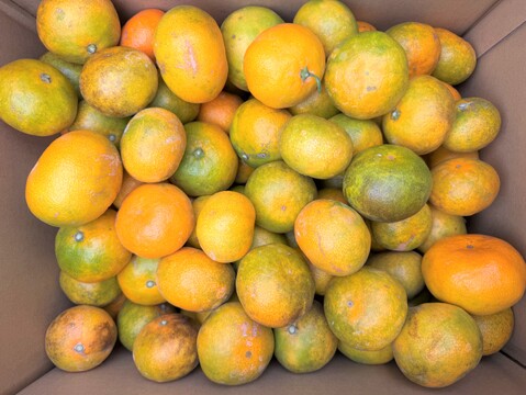 島育ちの汐風みかん　訳あり10Ｋ　瑞々しく美味しい！特別栽培