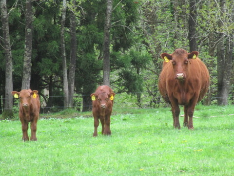 北里八雲牛31ヶ月齢去勢牛　リブロース焼き肉　100g　有機牧草のみで育った自然放牧牛の赤身肉　グラスフェッドビーフ