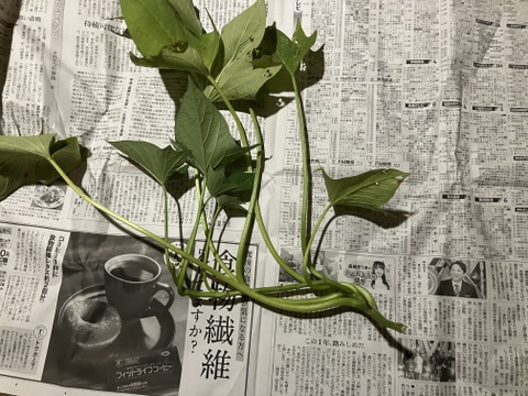 【2026年度予約商品】自然栽培さつまいものツル1.5kg