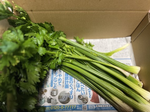 【訳あり】セロリ　群馬県東吾妻町産　1kg