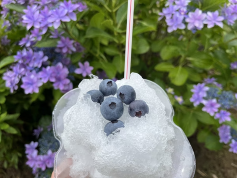 【農薬・肥料不使用】雑味のない、きれいな味｜朝摘みブルーベリー（500g）