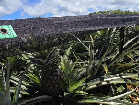 甘さ際立つ！沖縄県産『サンドルチェ』🍍✨️2.5kg～ (２玉)