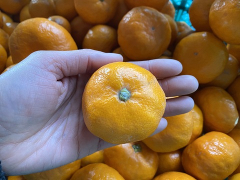 【訳アリ】"完熟貯蔵”ずっしり濃いコク！青島みかん🍊箱込み5ｋｇ