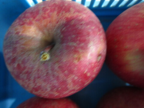 訳あり樹上完熟サンふじ 総重量 約4.5kg前後 青森県 南部地方産 自家りんご農園生産直送品！