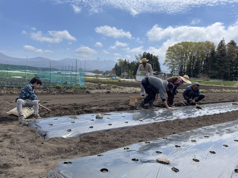 洞窟さつまいも　紅あずま　10kg  新芋　熟成1ヶ月