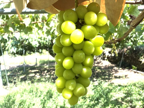 限定1点ﾓﾉ！:特大大粒1房約900g☆山梨県産シャインマスカット贈答　ギフト　家庭用にも　予約④