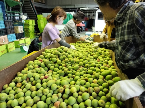 【訳あり】梅シロップや梅酒に！　和歌山県みなべ町産『南高梅』青梅５kg　中粒～大粒（L～3L）　５月下旬から順次発送