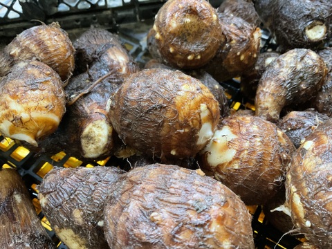 【予約増量(^^♪】 里芋　“土垂“3000g→3300g　from 名水の里　秦野
