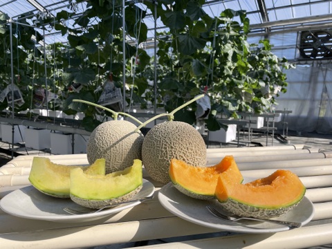 【２玉】【青赤セット】【ご家庭用】富山県氷見市産アールスメロン　３㎏以上