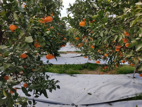 甘平 家庭用Ａ品　8キロ　はるかのおまけつき