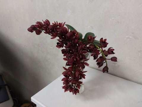 今シーズン最終です!! 【アワード受賞福袋】箱いっぱいの蘭・シンビジウムの切り花＋デンドロビウムの切り花❁⃘*.ﾟいろんな蘭が楽しめるお楽しみ福箱