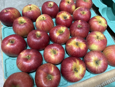 小玉【シナノスイート】5kg(20〜23玉)入り🍎完熟りんご