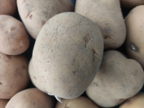 🥔【訳あり・ご家庭用】シワ・芽取り跡あり！ニシユタカ約3kg【S～2Lサイズミックス】｜カレー・肉じゃが・煮込み料理に｜農薬・化成肥料不使用🥔