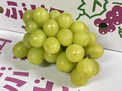 【クール便限定】訳アリ家庭用！だけど味はとーっても甘いシャインマスカット★(2kg)
