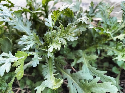 《農薬不使用》旬の手作り野菜セット【５～７種類】（８０サイズ）