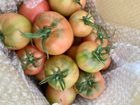 【大容量・超訳アリ】6.0 kg 凝縮大玉塩フルーツトマト