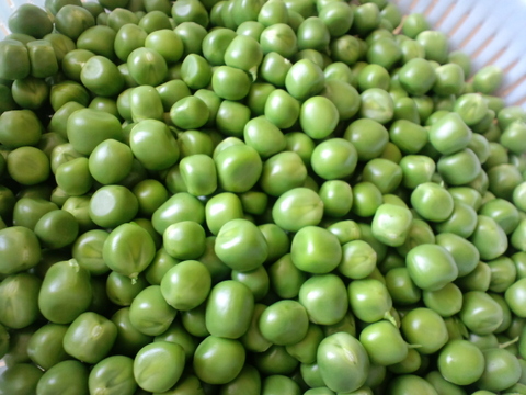 豆ごはん用スナップエンドウ１ｋｇ【自然栽培】