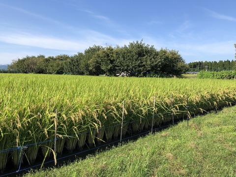 令和7年菊池米食味コンクール第3位受賞　農薬化学肥料成分を気にしなくてよい、「菊池清流米」白米　20ｋｇ