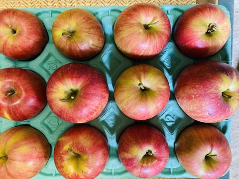 【数量限定】今年も出します！採りたての長野県人気ブランド「完熟シナノスイート」（約5㎏：12~25個入り）