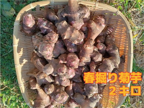 【期間限定！春掘り菊芋】赤菊芋2キロ（無農薬・無化学肥料・有機認証）話題の健康野菜
