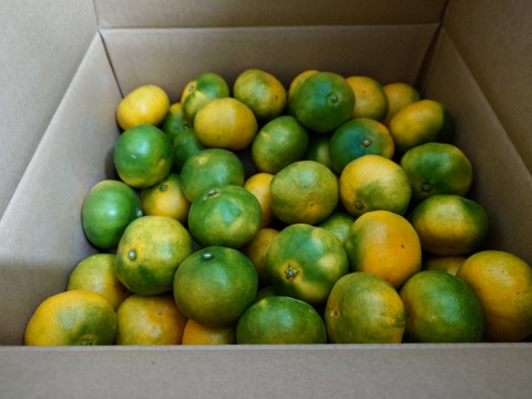 【初物！】極早生みかん（5㎏）小玉