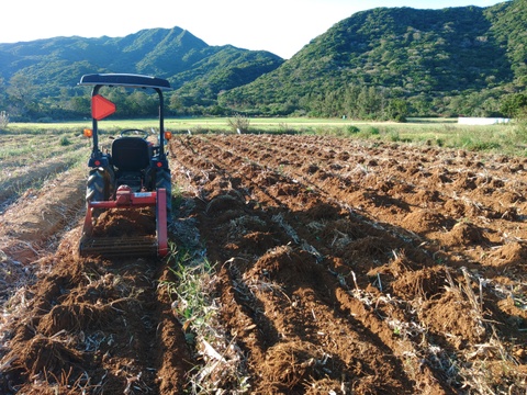 生　秋ウコン500ｇ