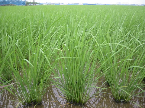 新潟県ブランド米新之助　令和6年産精米5キロ