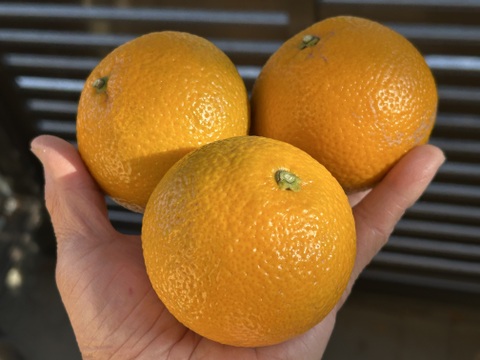 スイートスプリング5kg（箱込）200g前後/個　20〜25個入り