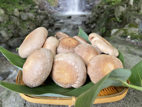 肉厚やわらかな食感！秋田県東成瀬産【仙人しいたけ】約500g