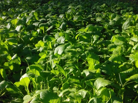 小松菜　300グラム