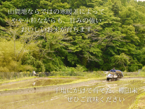 【令和7年新米】湧水で育てた棚田米 ひとめぼれ 特別栽培米　大分県産 5kg