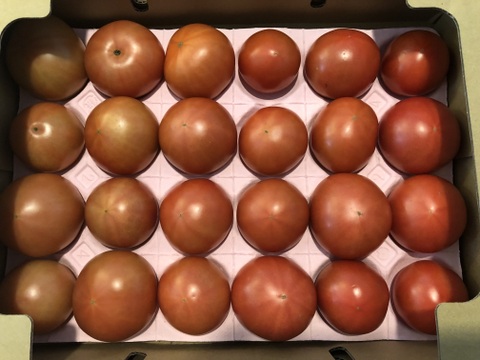 【９月下旬以降出荷分】あ、あまい・・！高糖度トマト 1.5kg　化学肥料・農薬完全不使用　青森県産