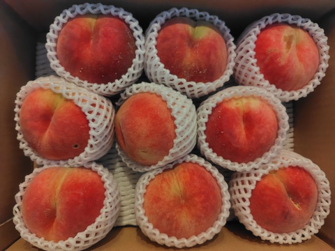 白根白桃（9月中旬お届け）【わけあり家庭用 3kg】ジュワッと果汁溢れる！白桃