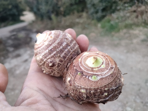 ほっこり美味しい里芋　2キロ