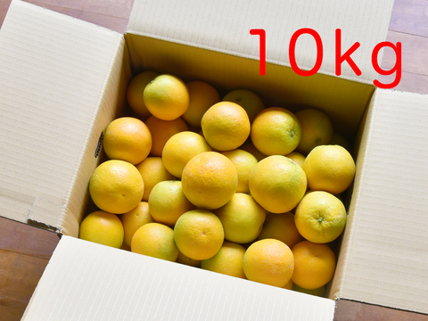 とても希少な国産 バレンシアオレンジ【贈答用(特選品)】[5kg]　320-1