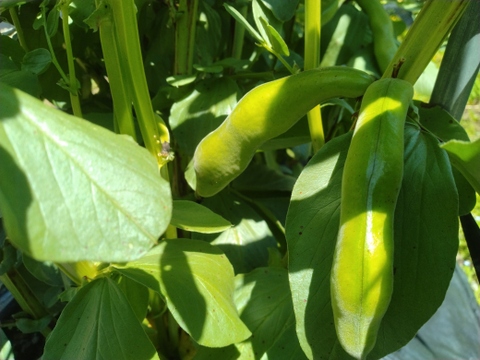 朝採れ そら豆【清水一寸】3.4kg　農薬・化学肥料 不使用