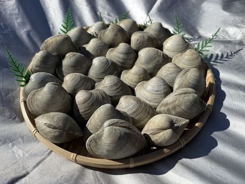 船橋三番瀬ホンビノス貝　
(千葉ブランド水産物認定品)
 1個50g〜100g  5kg