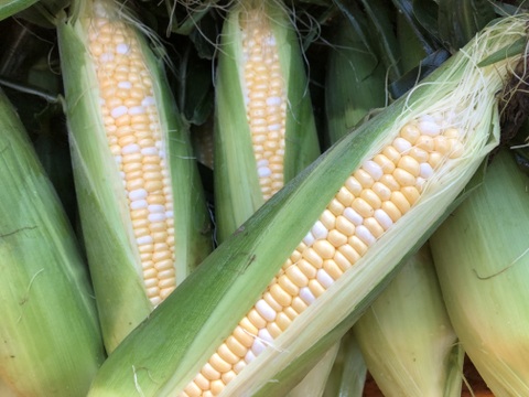 ミルキーなトウモロコシ🌽　< ドルチェドリーム >  5kg  (3L〜4Lサイズ　10〜11本)