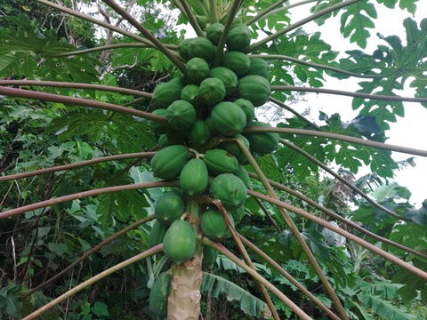 【期間限定】酵素たっぷりヘルシー　青パパイヤ1.5ｋｇ　(2～3個）