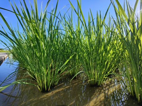 超在来品種！神力-SHINRIKI-自然栽培8年目～神から賜ったお米～（10kg）★玄米・白米・５分づき米選べます★