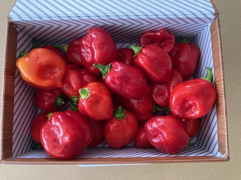 ハバネロ　200g （20～25個）神戸市北区産　激辛国産赤ハバネロ