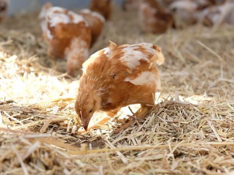【平飼い 有精卵】自然養鶏「子持生命卵 kinari」10個入パック×２